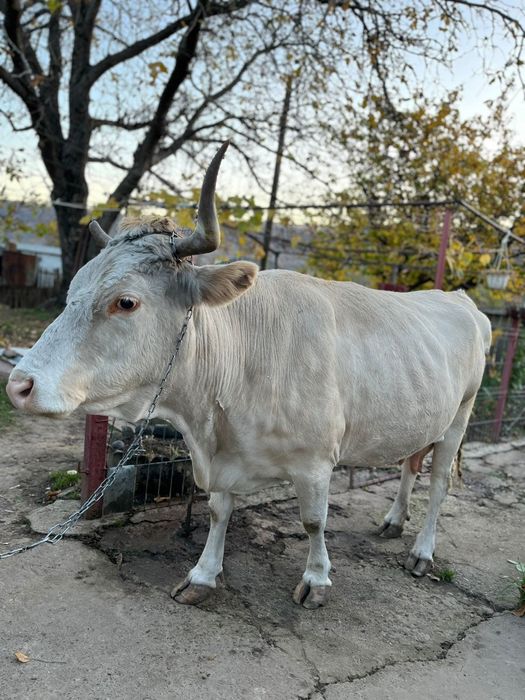 Vaca de lapte sănătoasă,productivă