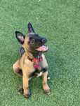Pui Malinois, 8 săptămâni, vaccinat și deparazitat - Bucuresti