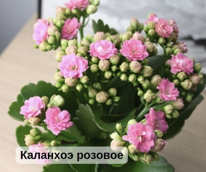 Продам каланхое розовый и красный.