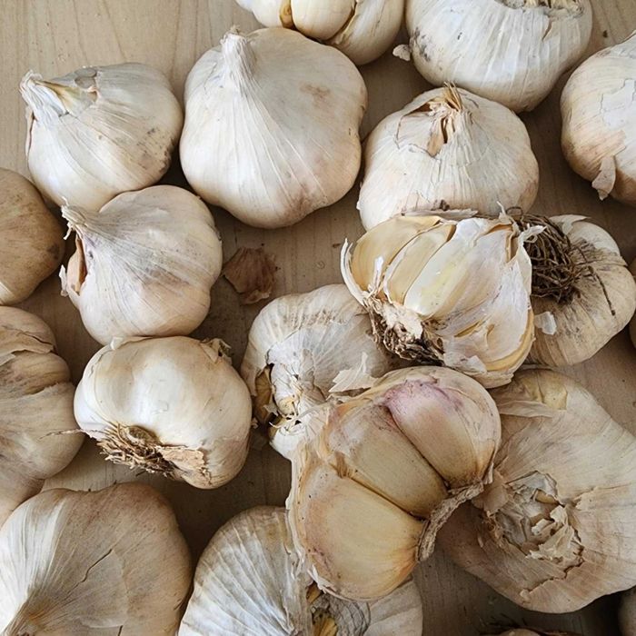 Usturoi bio alb de toamna