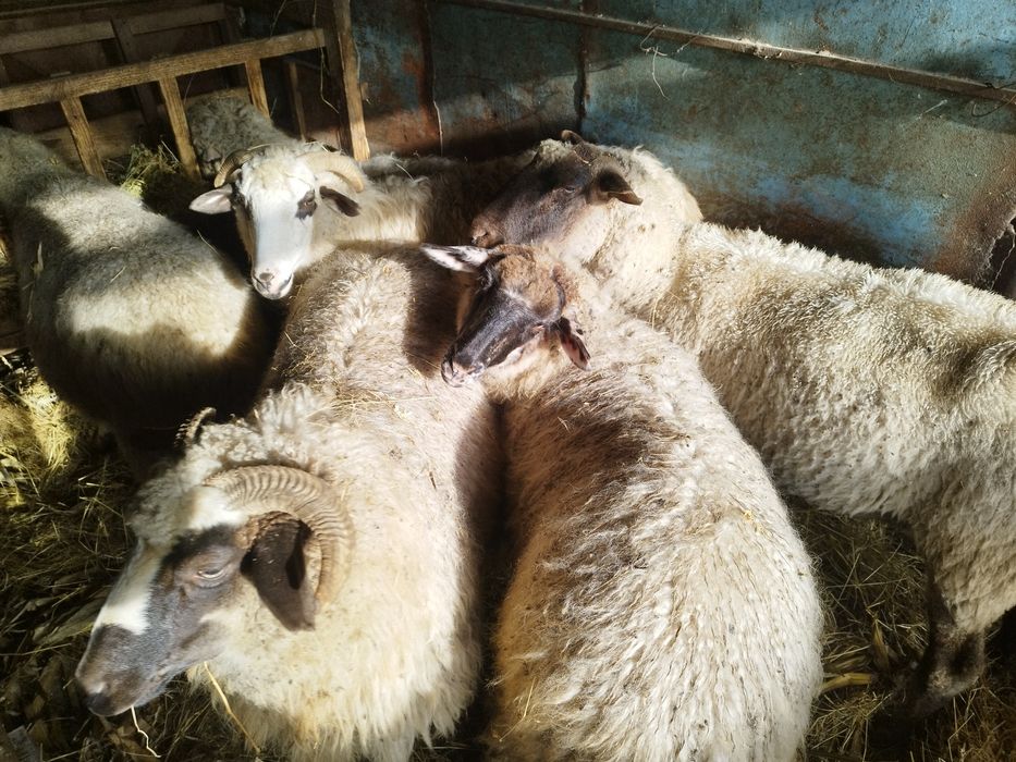 Vind oi tratate rasa Bîrca și turcana