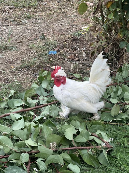 Vand 2 cocosi pitici iopan , 6 luni