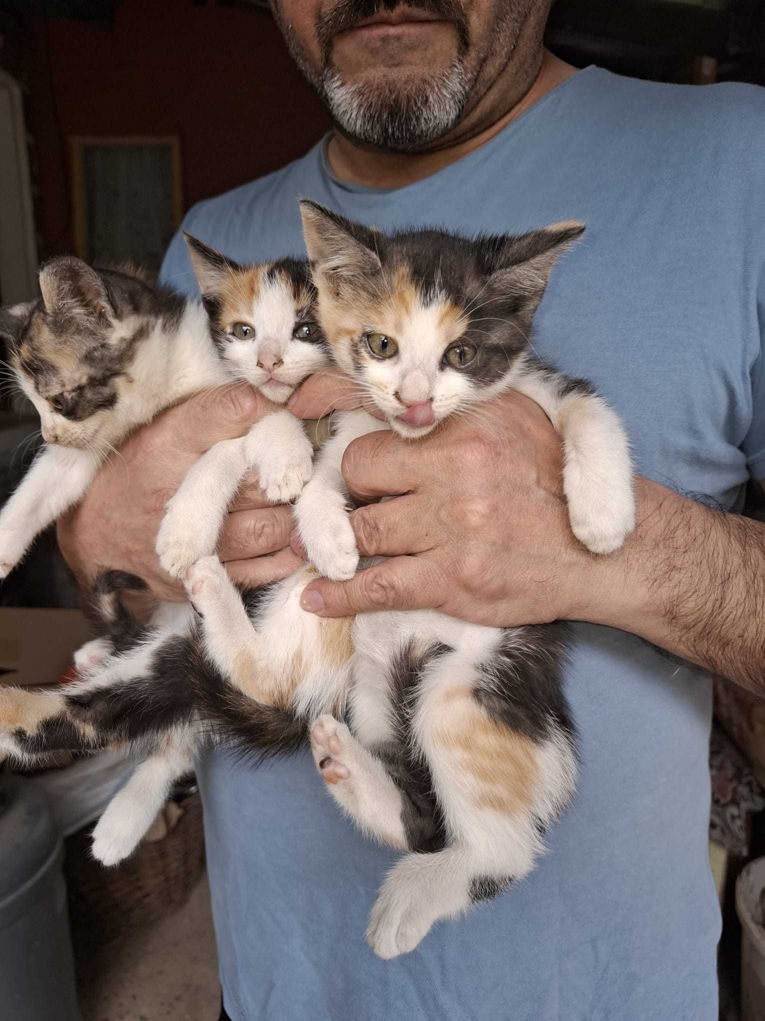 Pisicuti pentru adoptie
