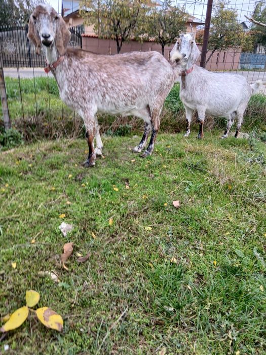 Vând două capre anglo-nubian
