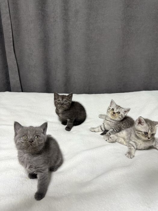 Продам пародистого котенка