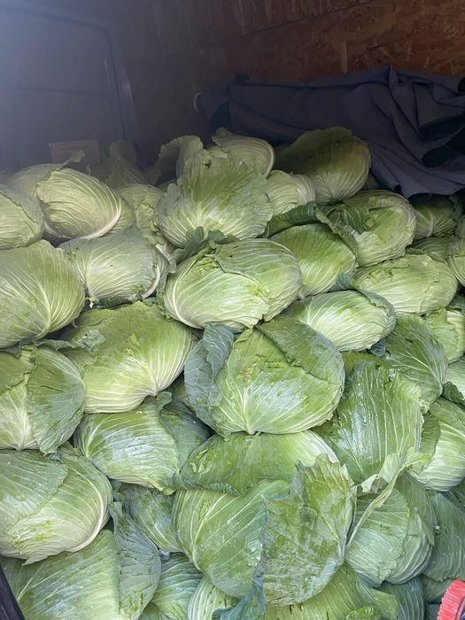Vând varză verde plată