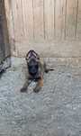 Ciobanesc Belgian Malinois