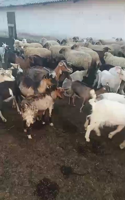 Iezi din primavară