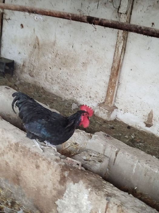 Xoʻroz sotiladi manzil