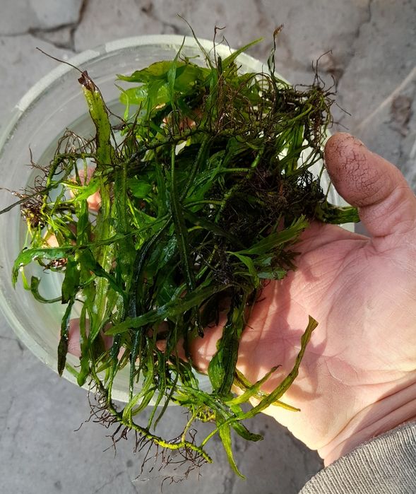 Аквариумное растение.