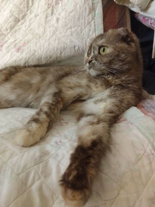 Продам киску девочку