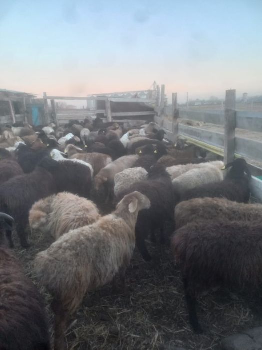 Продам скот с собственного хозяйства