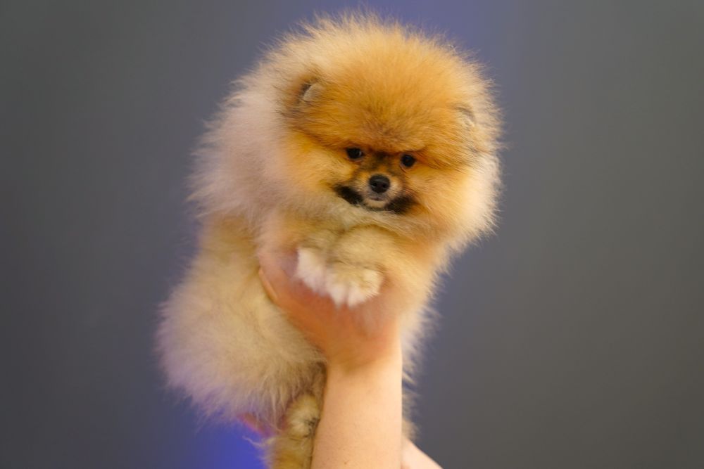 Развъдник Померан - Женски померан с FCI - възможен е транспорт