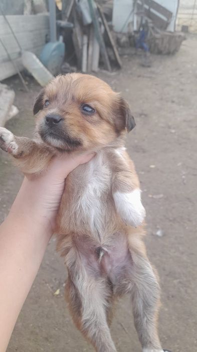 Donez pui catei talie mică