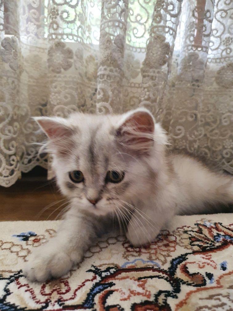 Persian Chinchilla