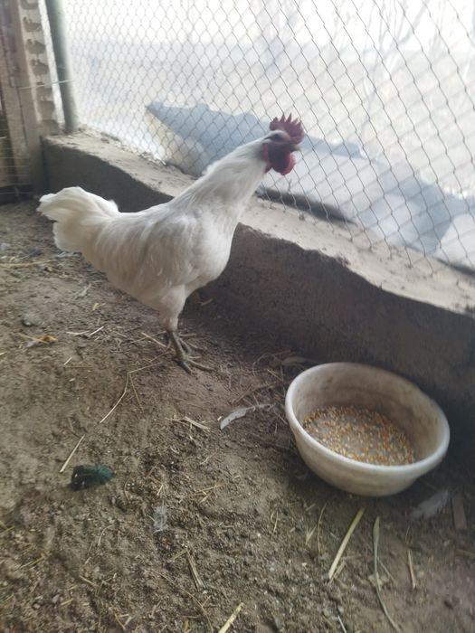 Ухейлюй хуроз сотилади.