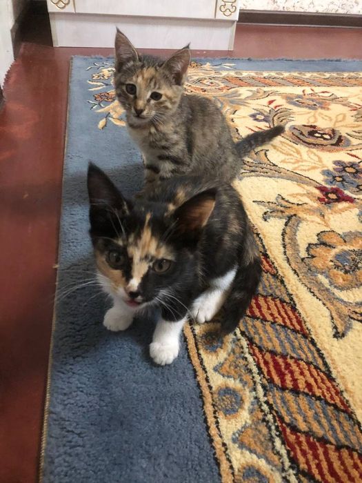 Mushuk bolalari hadiyaga beriladi