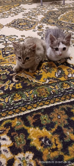 Отдам котят в добрые руки