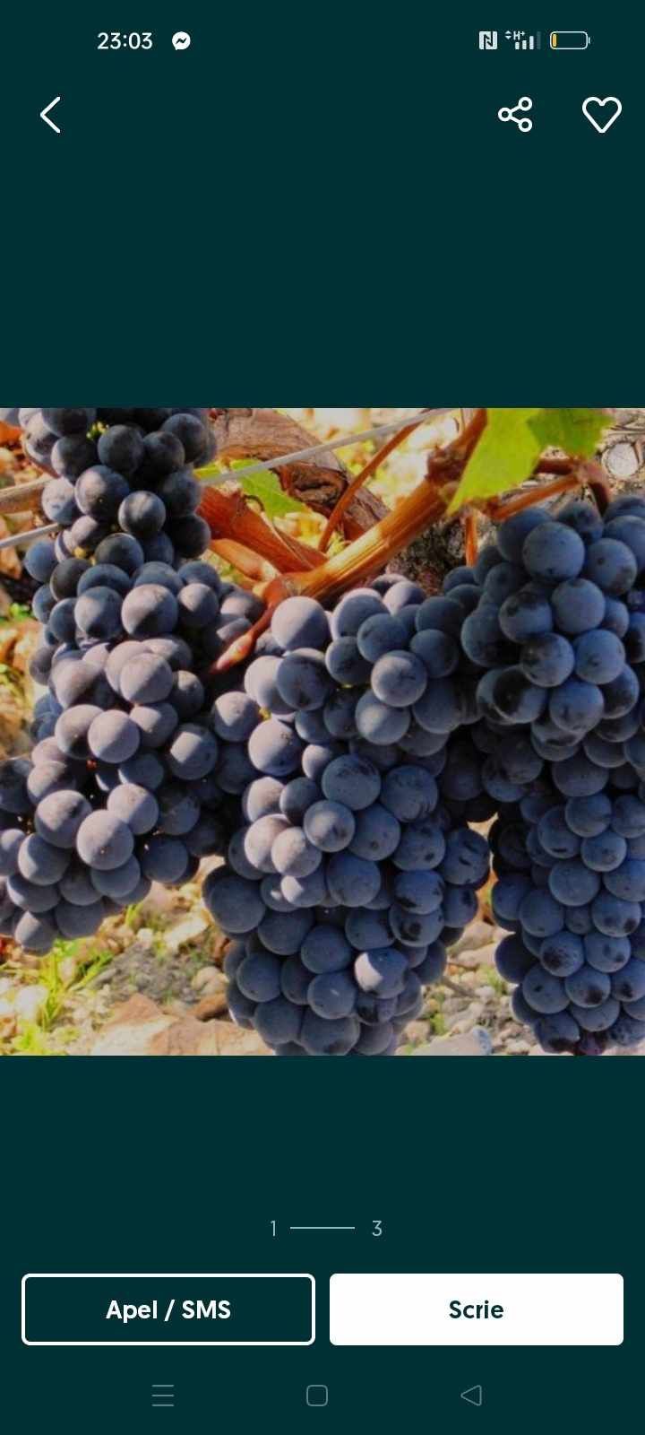 Vând struguri de vin calitatea întâi