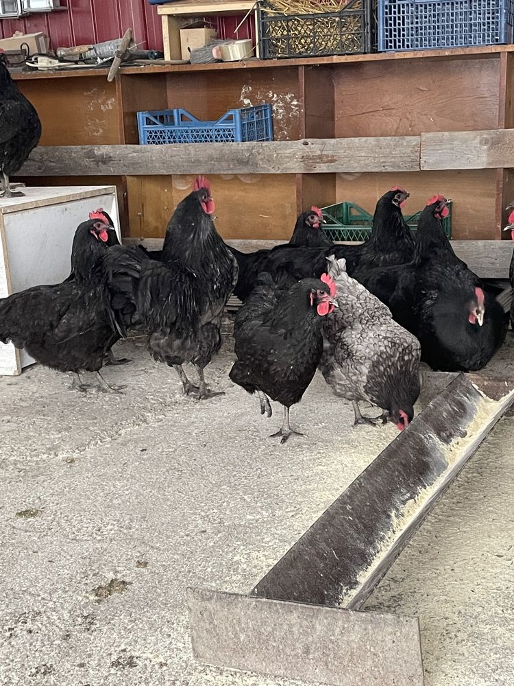 Ouă   Australorp