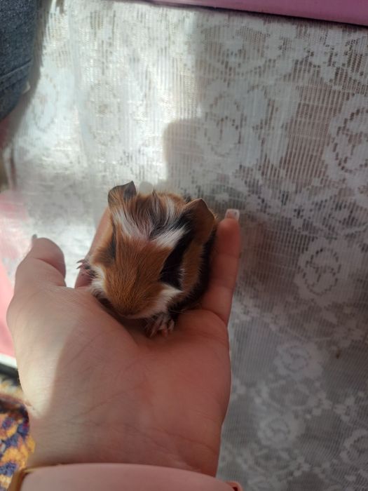 Porcusori de guineea