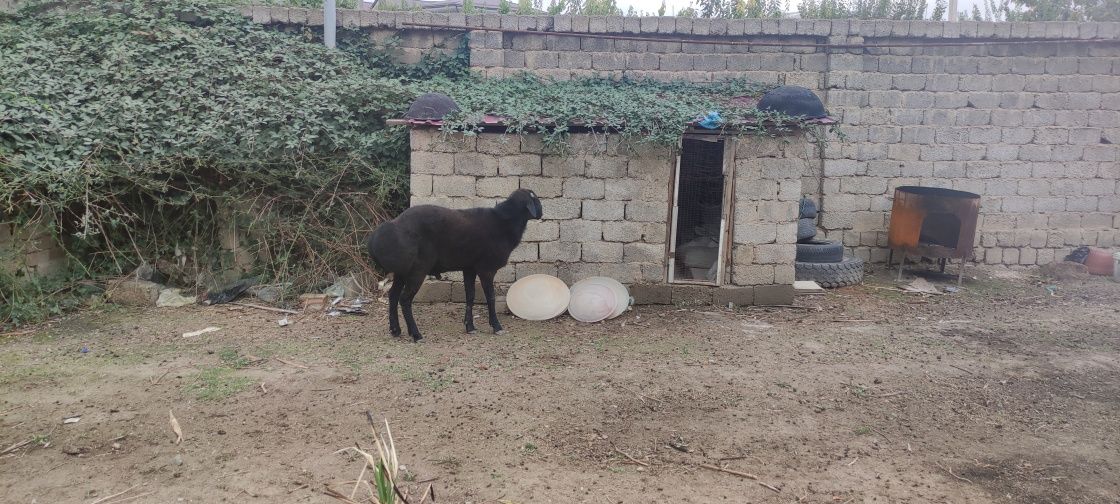 Qo'chqor sotiladi