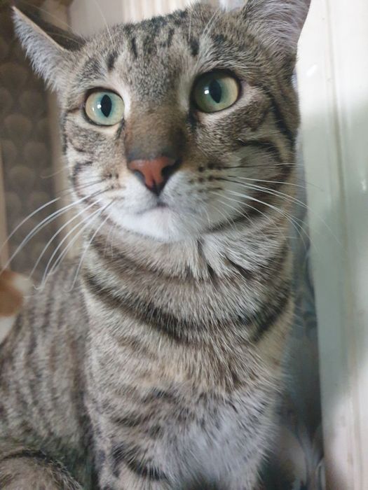 Отдадим в добрые руки кастрированный мальчиков, ходят сами на лоток