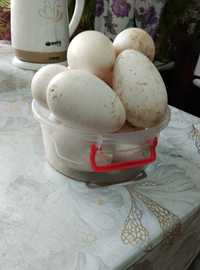 Гусиные яйца продам