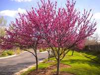 Cercis Siliquatrum sau Arborele Iudei