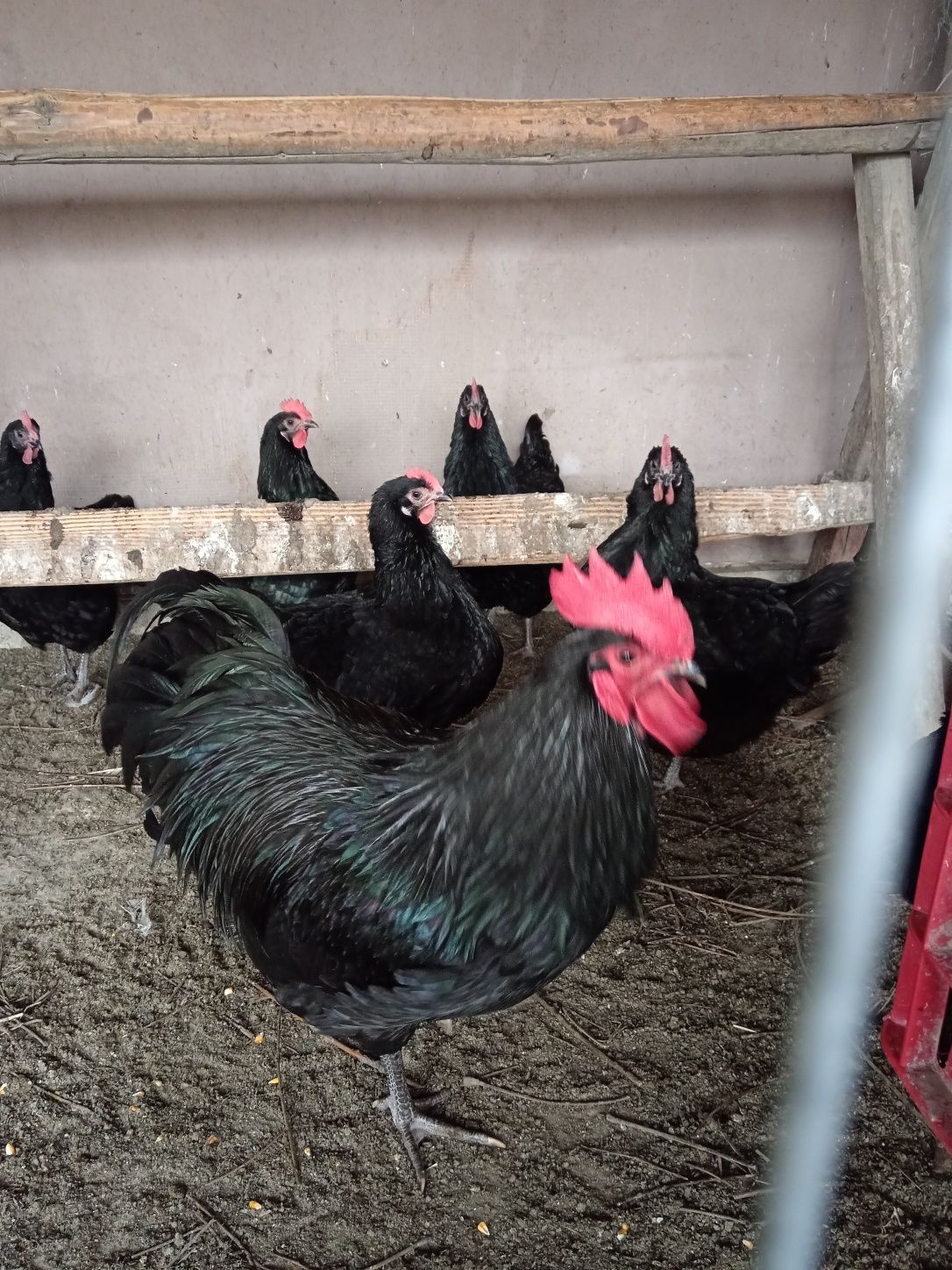 Pui Australorp și ouă Albastru Splaș Alb și Negru disponibil Ploiești