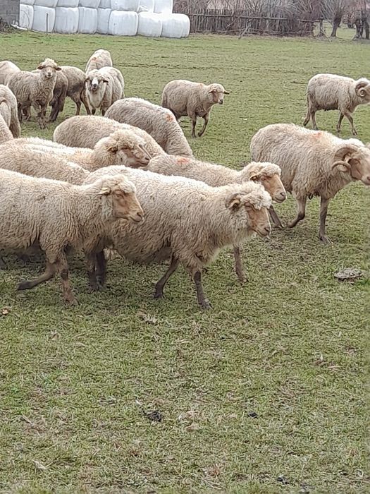 35 de oi de vânzare