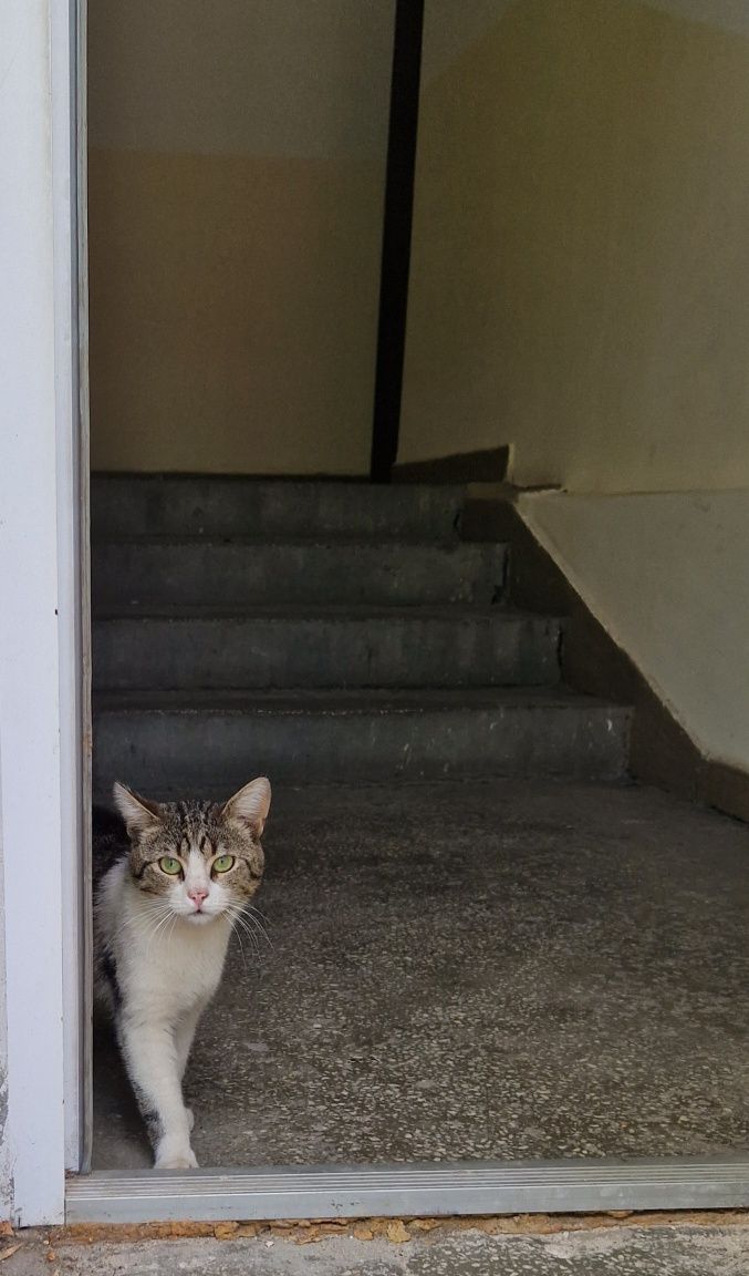Adoptie pisica pisici  jucause