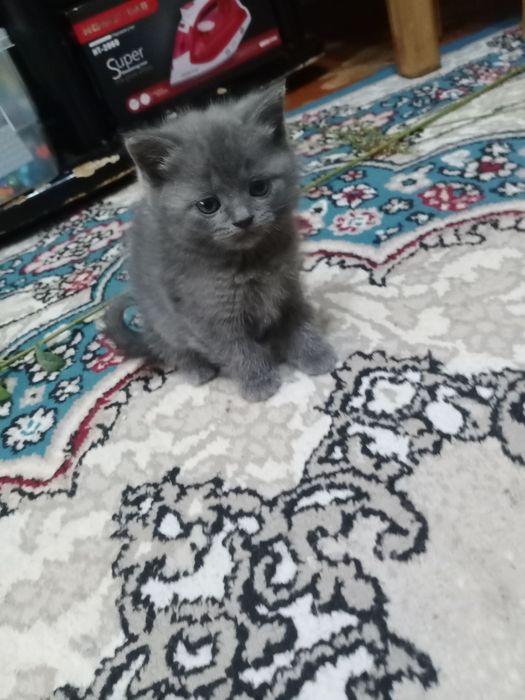 Продаются котята породы Скоттиш Страйт