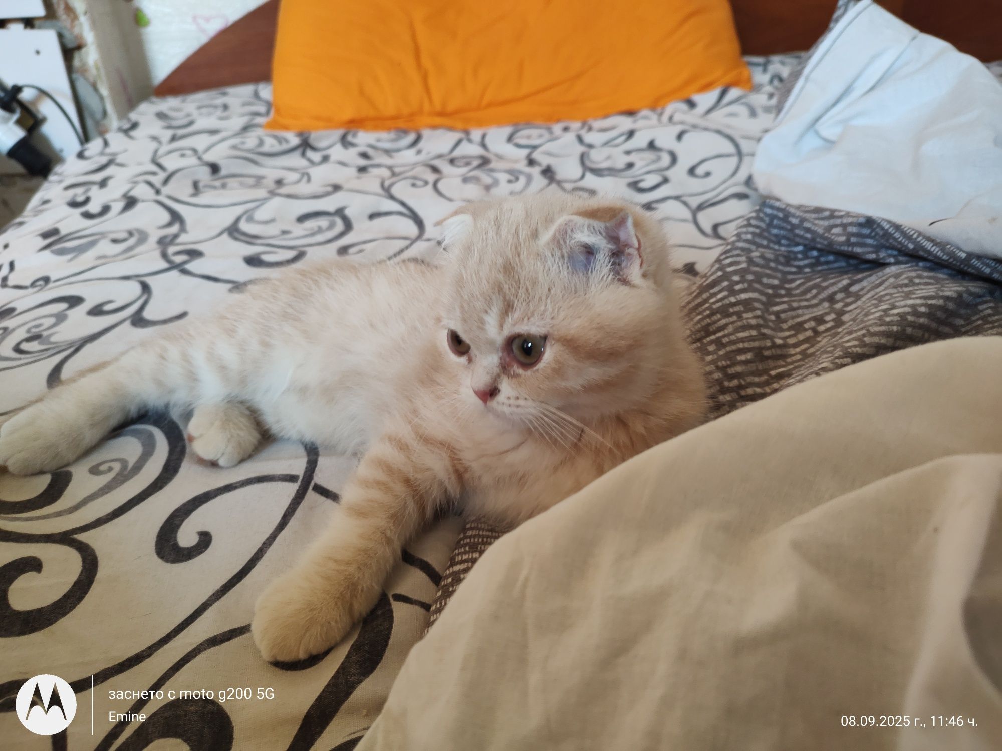 Британски и шотландски котенца