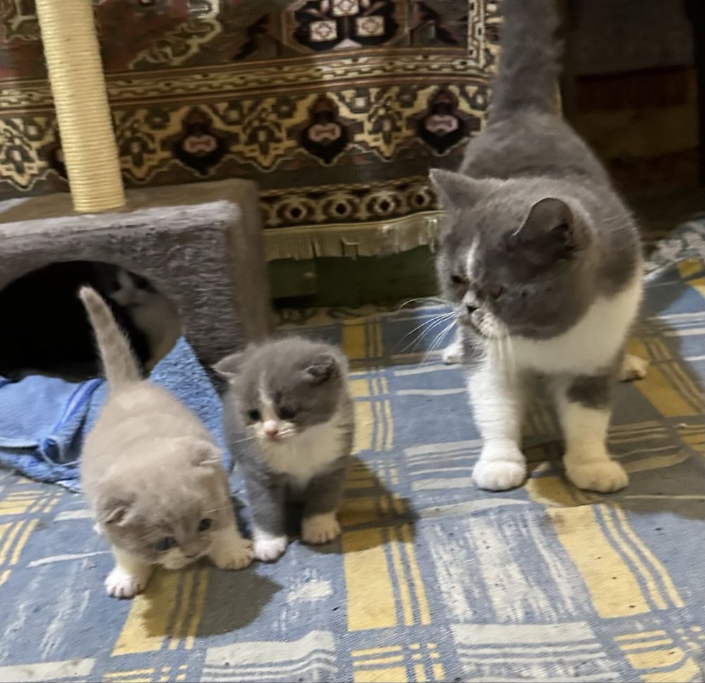 Pisoias british shorthair