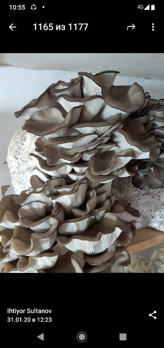 Семена грибов вешинка