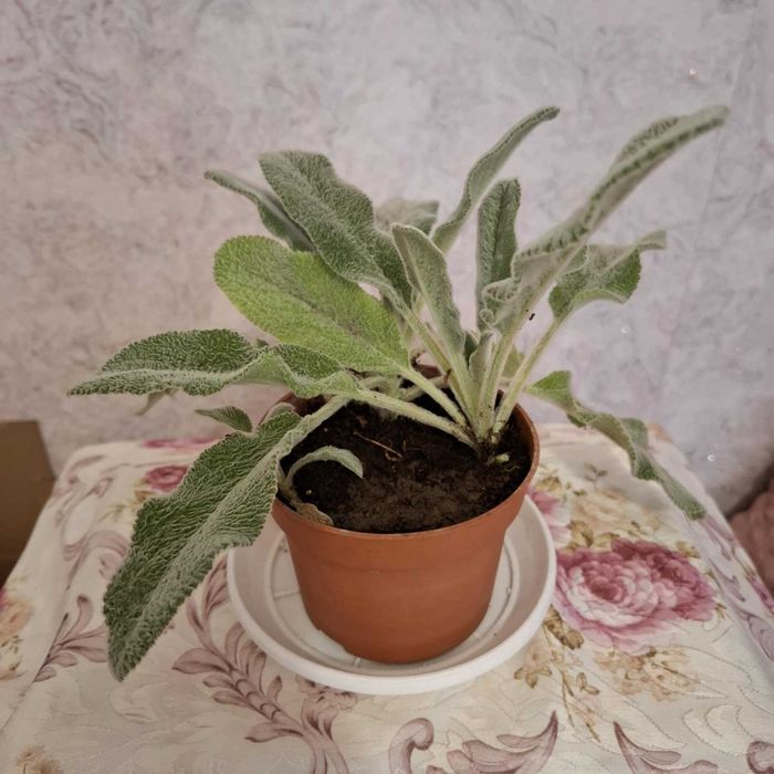 Заешко Ухо ,лечебно растение