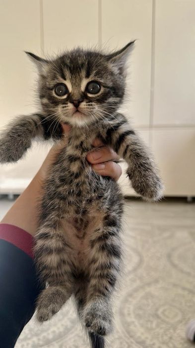 Отдам котенка (девочка) 1.5 месяца