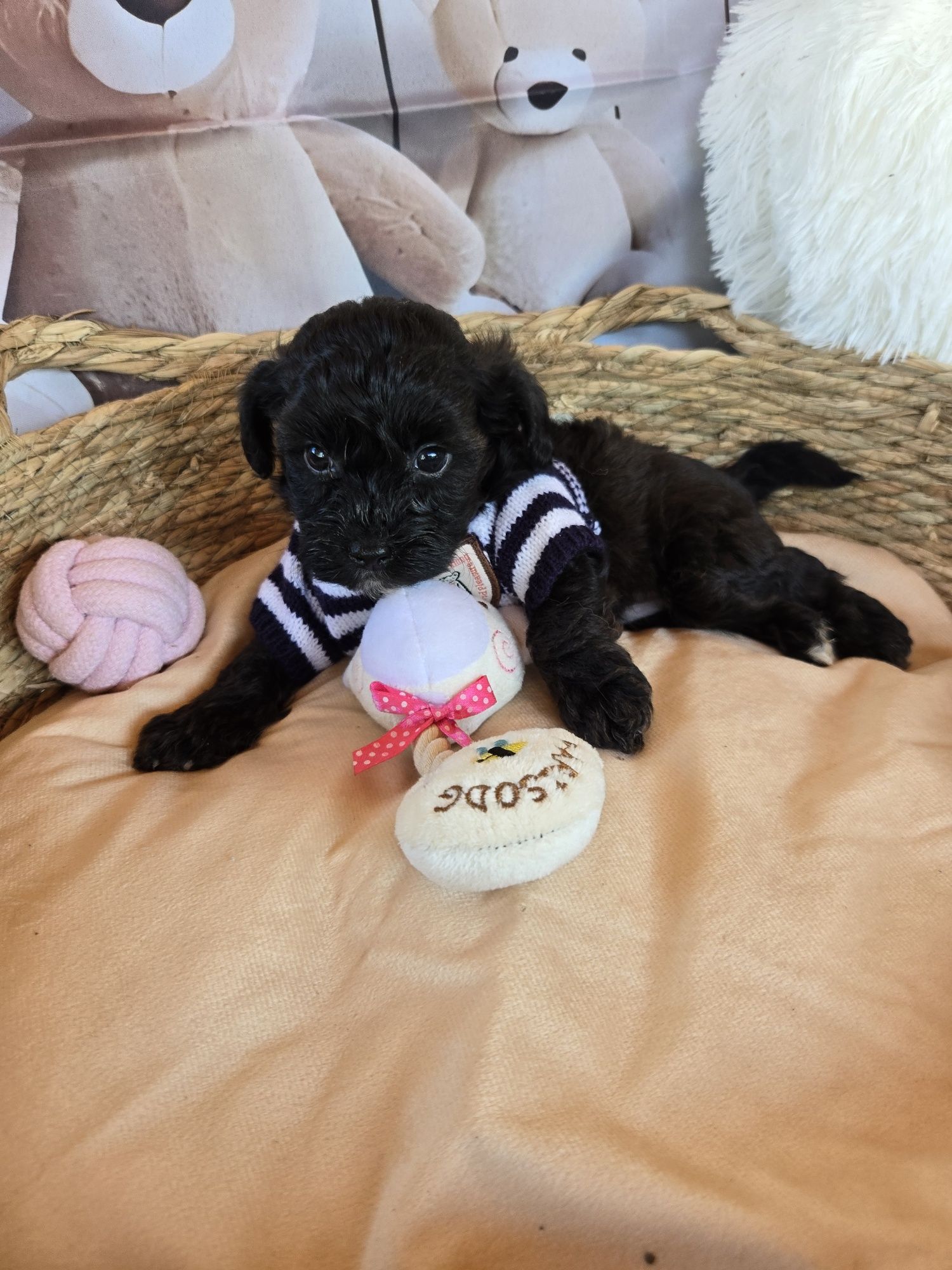 Пудел той Poodle toy Малтипу Maltipoo
