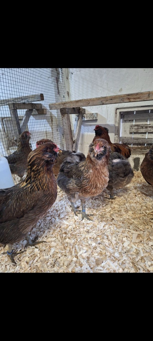 Familie araucana 2024