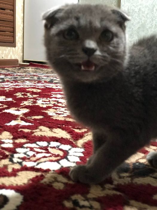 Скотиш Фолд сотилади