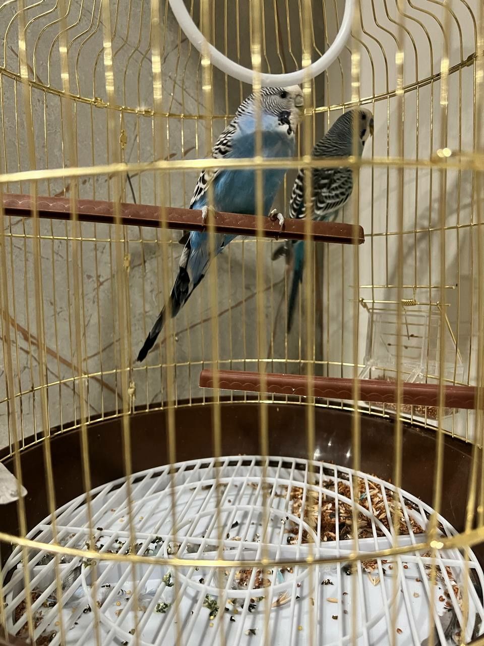 Голубой попугай пара