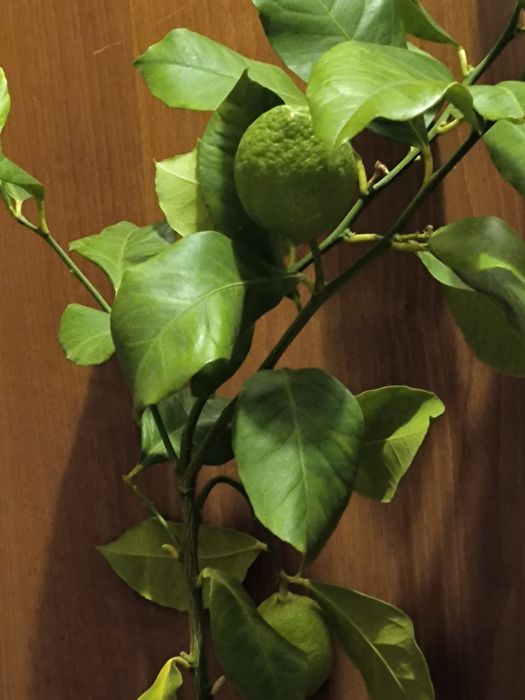 Лимон и грепфрут, мандарина лимонови дървета студоустойчиви даващи пло