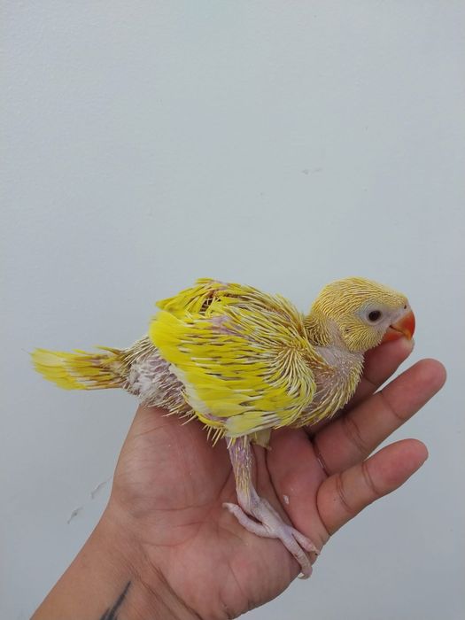 Papagali vorbitori blanzi Micul alexandru Alexander