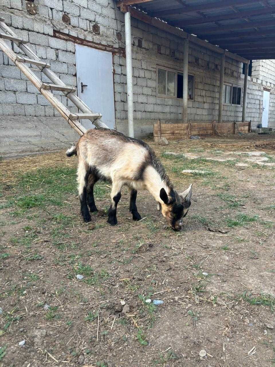 3 айлық альпийский теке лақ, 3 месячный альпийский козел