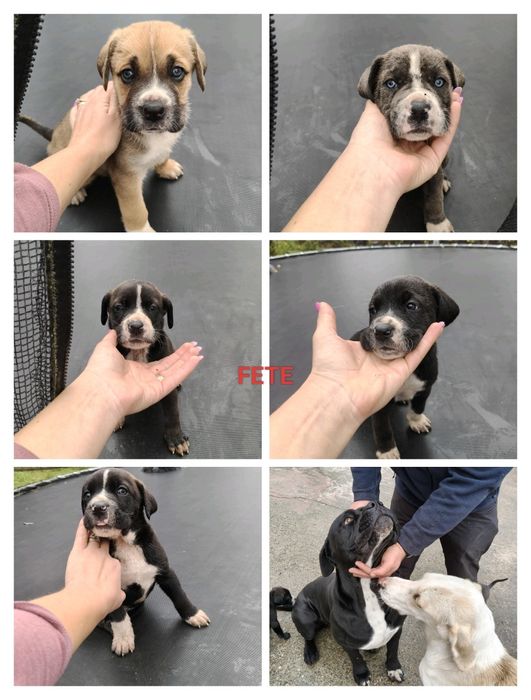 Donez căței metis 6 săptămâni , deparazitați