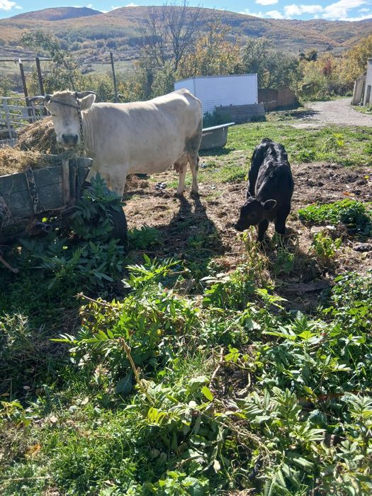 Vând vaca cu vitel belgian