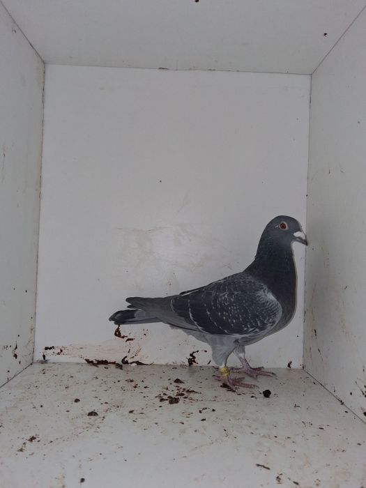 Porumbei voiajori, femele