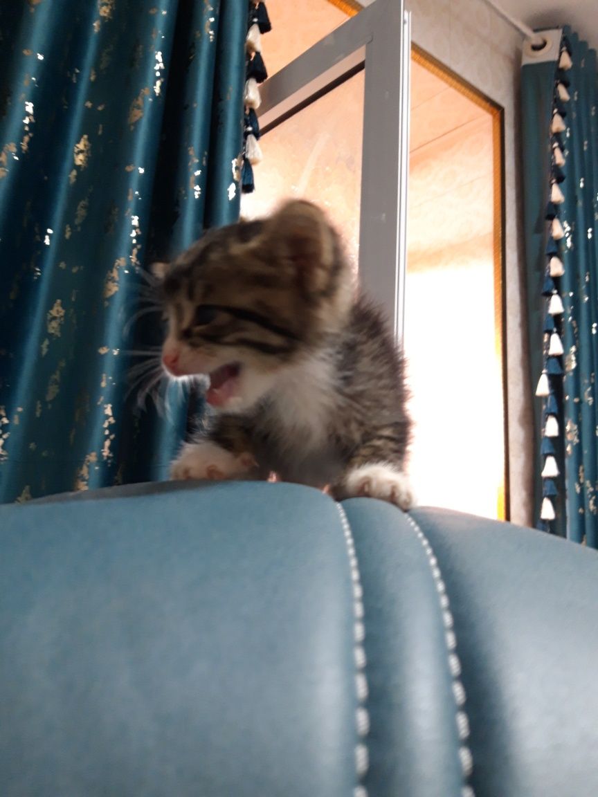 Котёнок мальчик уже кушает можно приучить