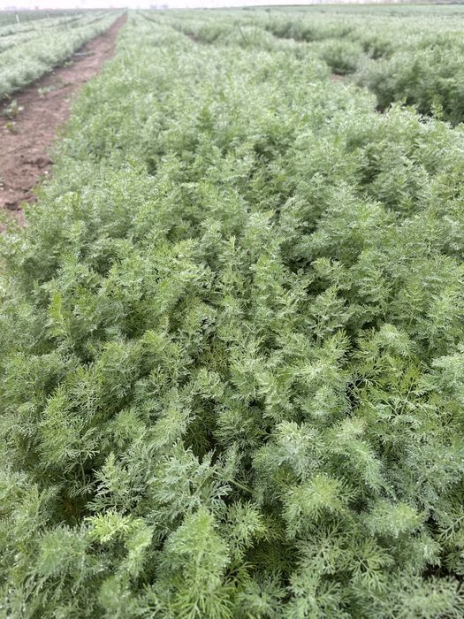 Spanac marar marar tija patrunjel